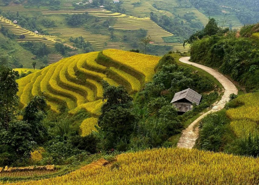 Terrace rice fields